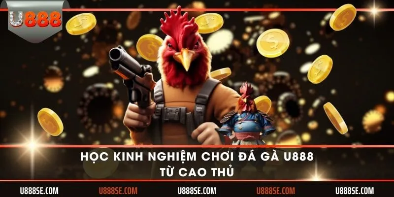 Học kinh nghiệm chơi đá gà U888 từ cao thủ