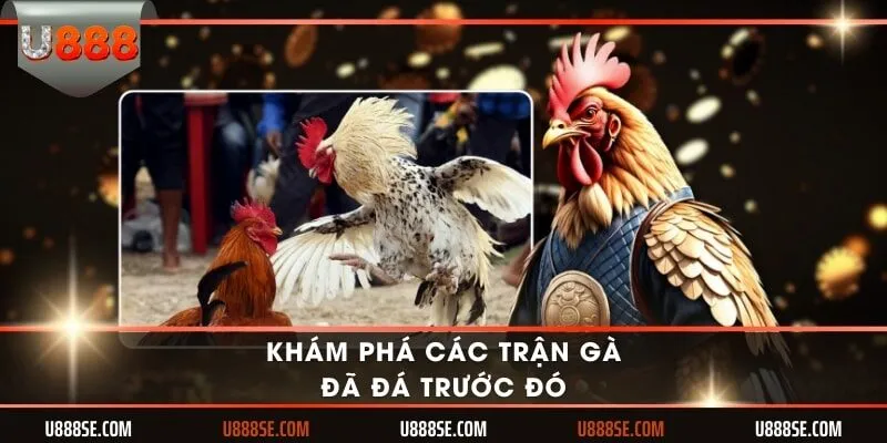 Khám phá các trận gà đã đá trước đó
