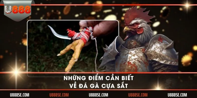 Những điểm cần biết về đá gà cựa sắt