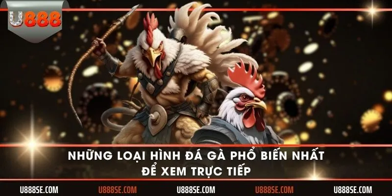 Những loại hình đá gà phổ biến nhất để xem trực tiếp