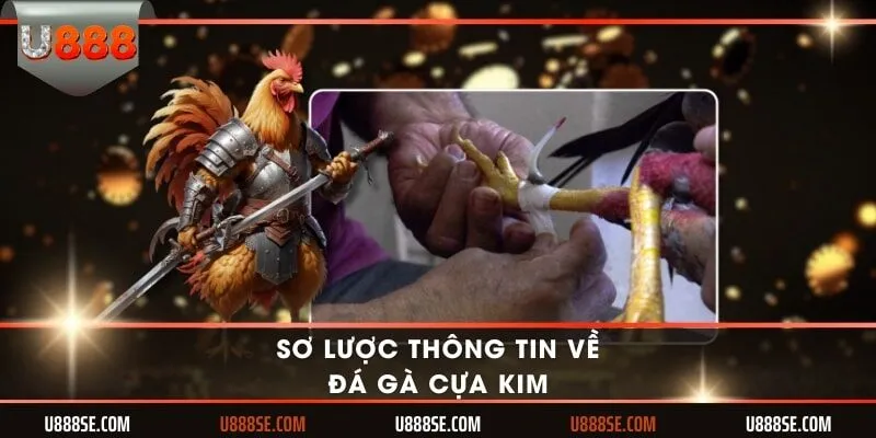 Sơ lược thông tin về đá gà cựa kim