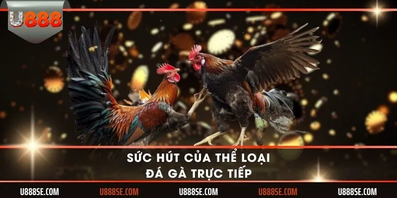 Sức hút của thể loại đá gà trực tiếp