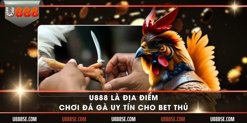 U888 là địa điểm chơi đá gà uy tín cho bet thủ